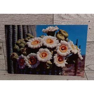 Vintage Postcard Giant Saguaro Cactus Arizona state Flower Ephemera‎ Souvenir